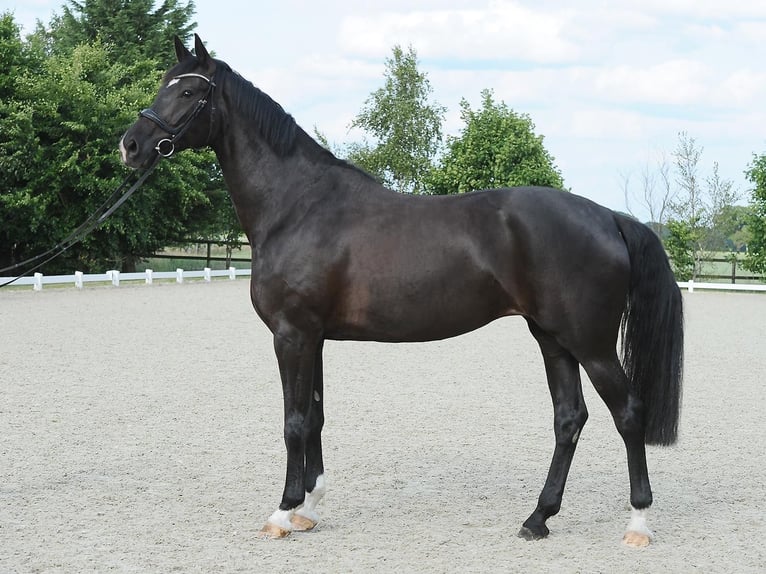 Koń hanowerski Klacz 6 lat 170 cm Kara in Wedemark
