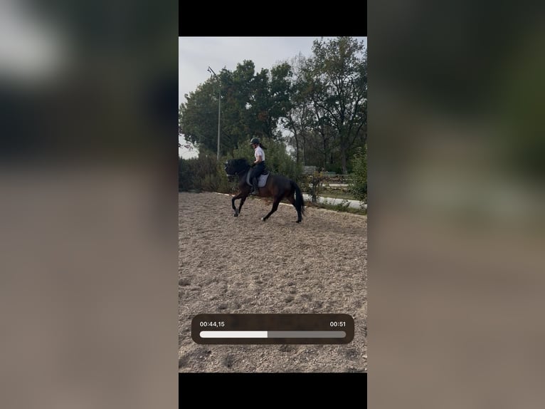 Koń hanowerski Klacz 6 lat 170 cm  in Ingolstadt