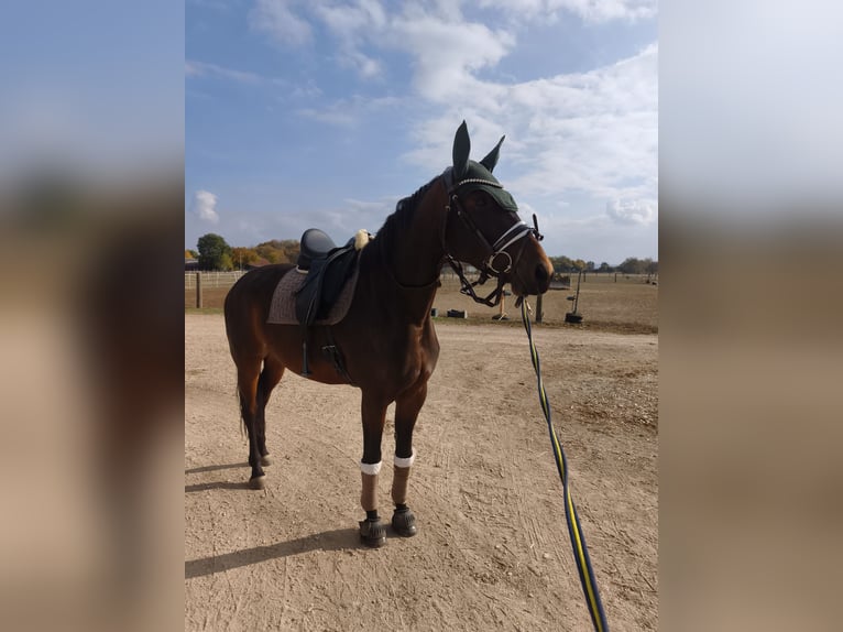 Koń hanowerski Klacz 6 lat 170 cm  in Ingolstadt