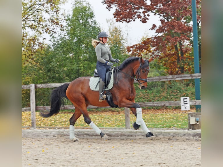Koń hanowerski Klacz 6 lat 171 cm Gniada in Kempen
