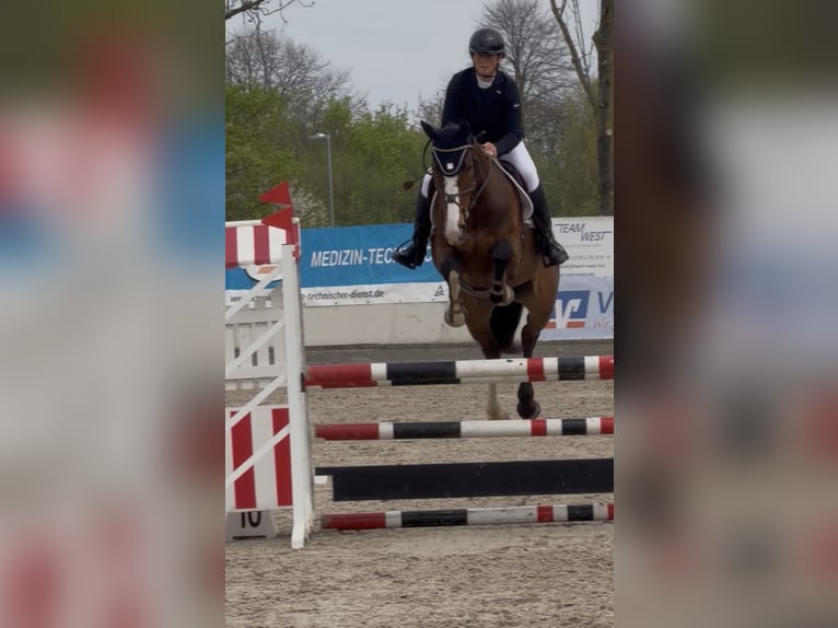 Koń hanowerski Klacz 6 lat 171 cm Gniada in RatingenRatingen
