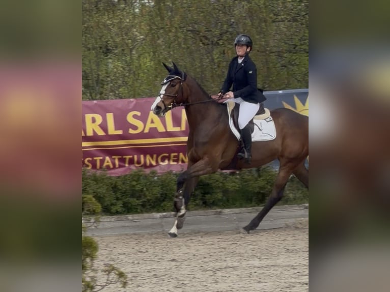 Koń hanowerski Klacz 6 lat 171 cm Gniada in RatingenRatingen