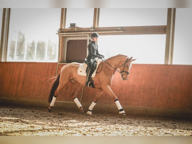 Koń hanowerski Klacz 6 lat 171 cm Kasztanowata in Ohrensen
