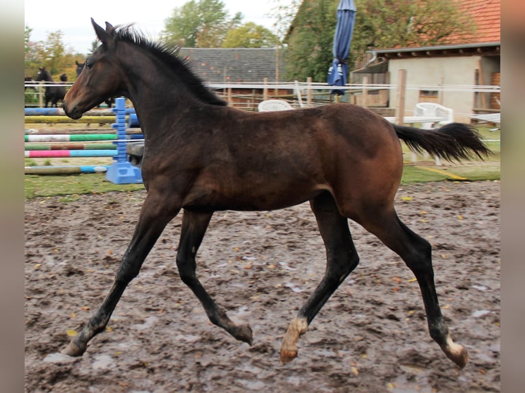 Koń hanowerski Klacz 6 lat 171 cm in Korbach