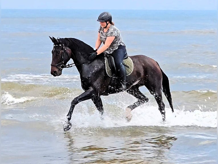 Koń hanowerski Klacz 6 lat 171 cm in Korbach