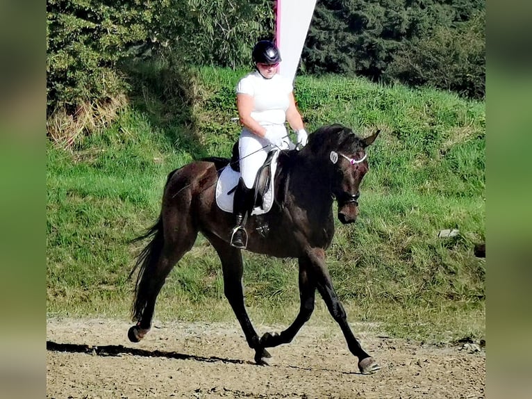 Koń hanowerski Klacz 6 lat 171 cm in Korbach