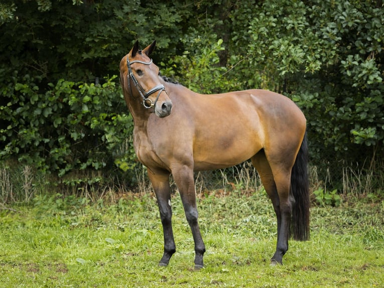 Koń hanowerski Klacz 6 lat 172 cm Ciemnogniada in Königslutter am Elm