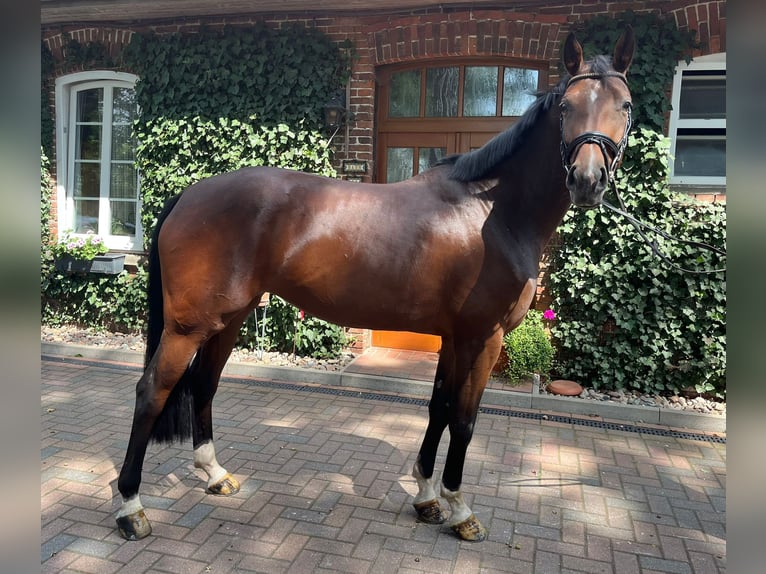 Koń hanowerski Klacz 6 lat 172 cm Gniada in Maasen