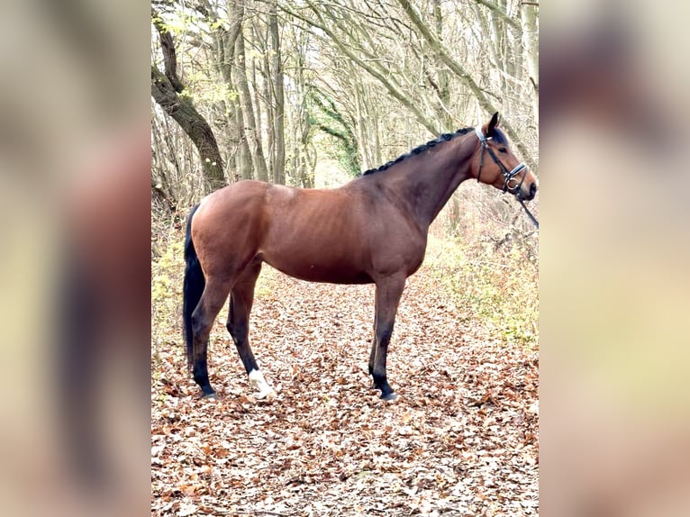 Koń hanowerski Klacz 6 lat 172 cm Gniada in Rosdorf