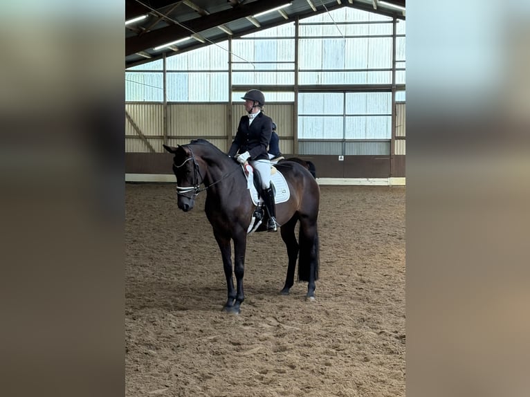 Koń hanowerski Klacz 6 lat 172 cm Gniada in Neuhaus an der Oste
