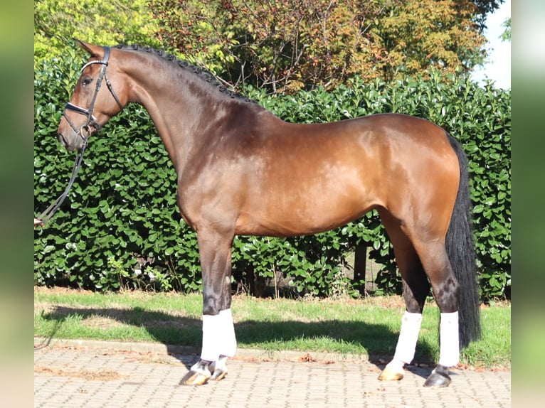 Koń hanowerski Klacz 6 lat 172 cm Gniada in Selsingen