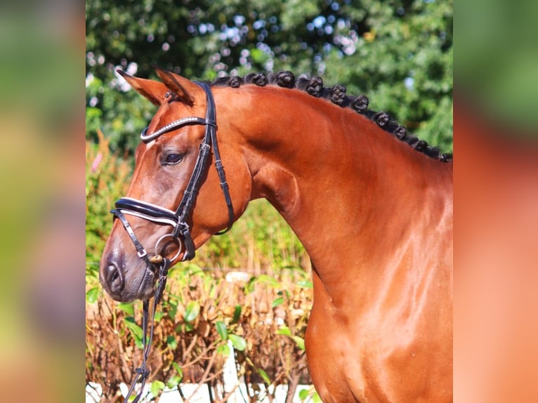 Koń hanowerski Klacz 6 lat 172 cm Gniada in Selsingen