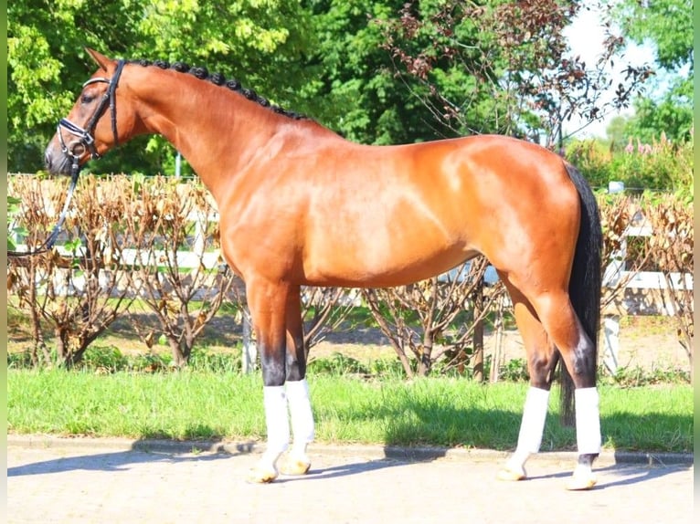 Koń hanowerski Klacz 6 lat 172 cm Gniada in Selsingen