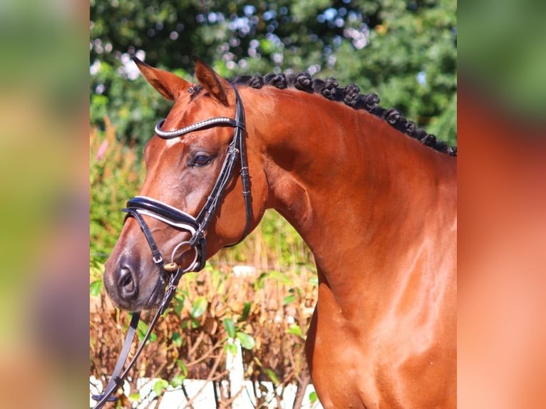 Koń hanowerski Klacz 6 lat 172 cm Gniada in Selsingen