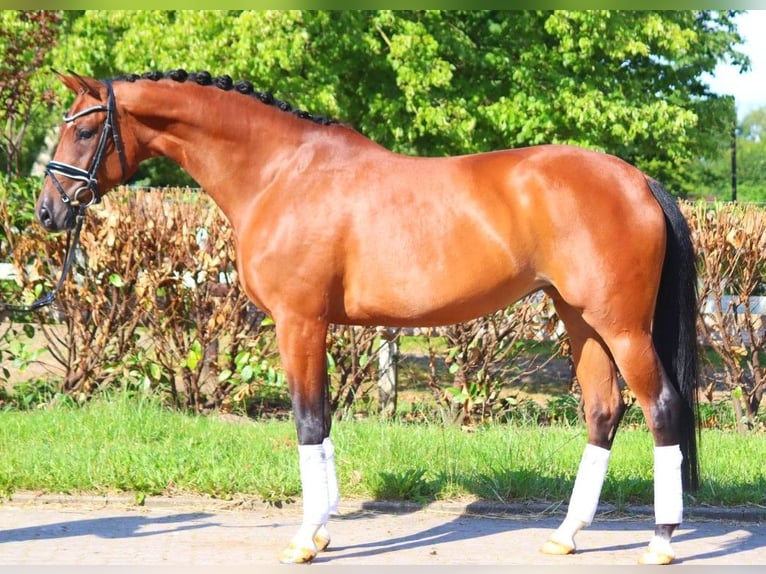 Koń hanowerski Klacz 6 lat 172 cm Gniada in Selsingen