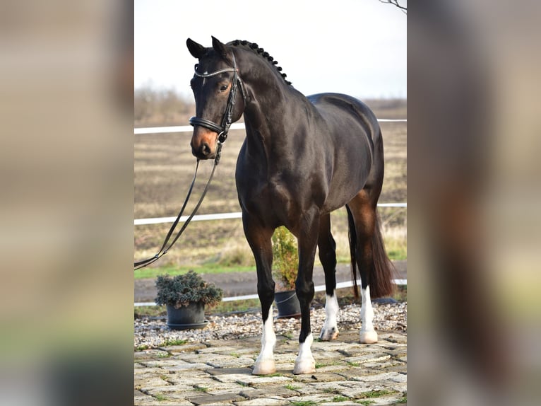 Koń hanowerski Klacz 6 lat 172 cm Gniada in B&#xE9;k&#xE9;sszentandr&#xE1;s