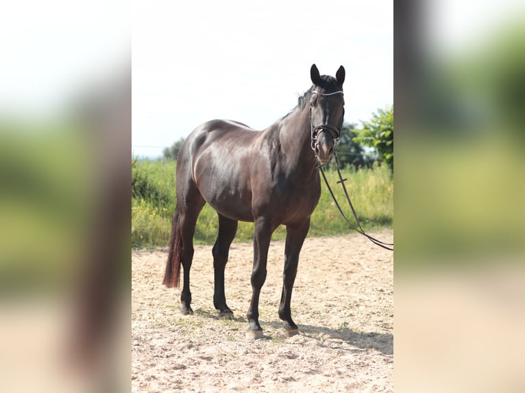 Koń hanowerski Klacz 6 lat 172 cm Kara in Leverkusen