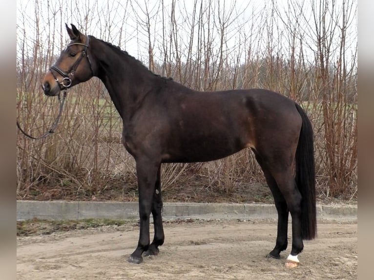 Koń hanowerski Klacz 6 lat 173 cm Ciemnogniada in Linau