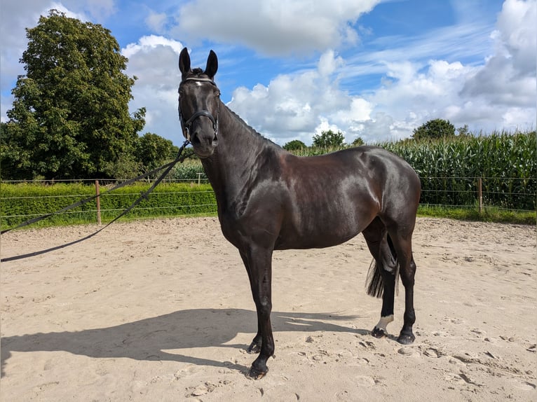 Koń hanowerski Klacz 6 lat 173 cm Kara in Aurich