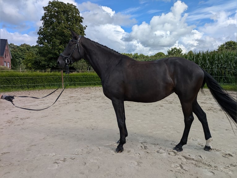 Koń hanowerski Klacz 6 lat 173 cm Kara in Aurich