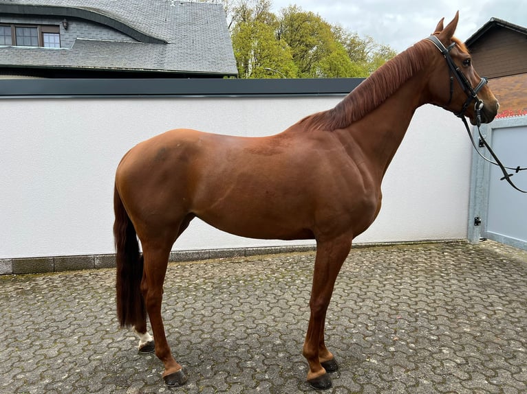 Koń hanowerski Klacz 6 lat 173 cm Kasztanowata in Hungen