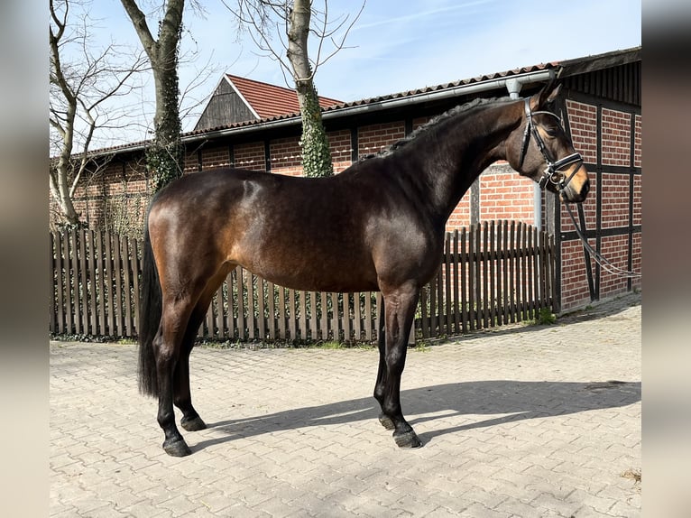 Koń hanowerski Klacz 6 lat 173 cm in Telgte
