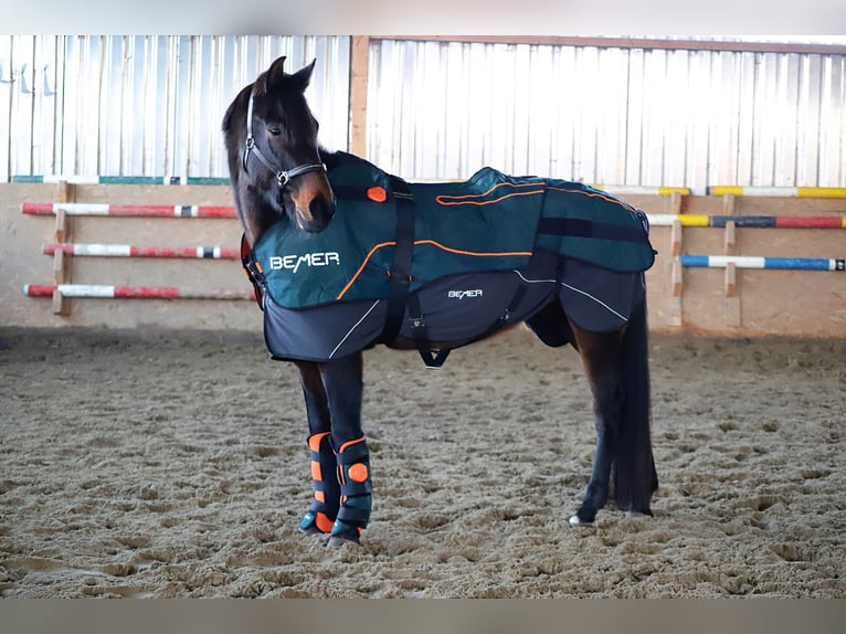 Koń hanowerski Klacz 6 lat 174 cm Ciemnogniada in Melle