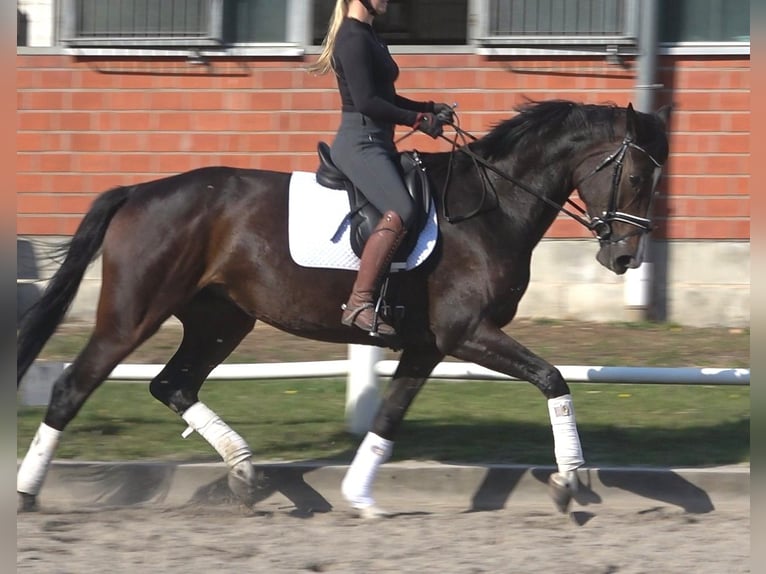 Koń hanowerski Klacz 6 lat 174 cm Ciemnogniada in Ratekau