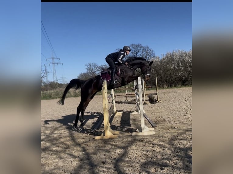 Koń hanowerski Klacz 6 lat 174 cm Gniada in Langwedel