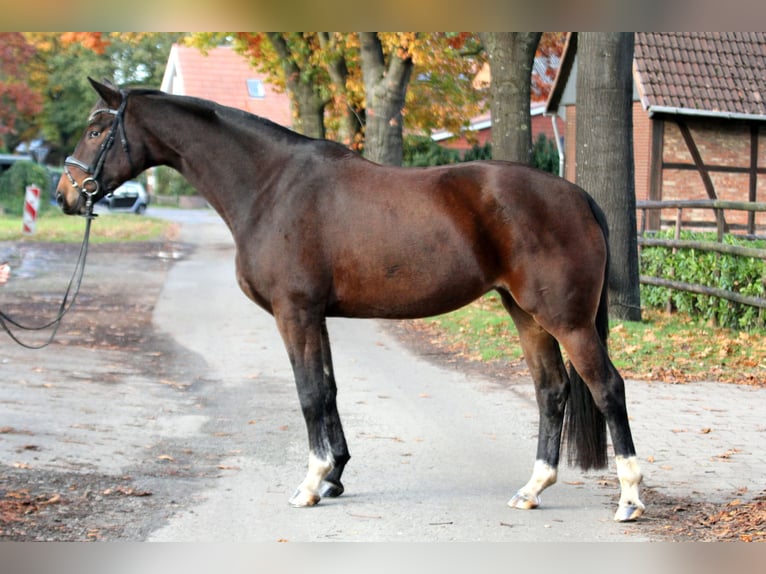 Koń hanowerski Klacz 6 lat 174 cm Gniada in Kutenholz