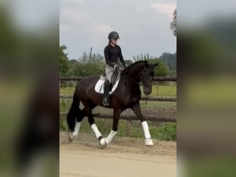 Koń hanowerski Klacz 6 lat 174 cm Kara in Hamm