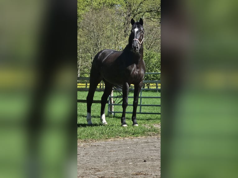 Koń hanowerski Klacz 6 lat 174 cm Kara in Schwarme