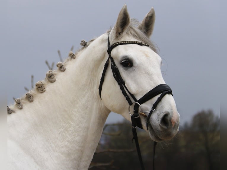 Koń hanowerski Klacz 6 lat 174 cm Siwa in Bad D&#xFC;rrheim