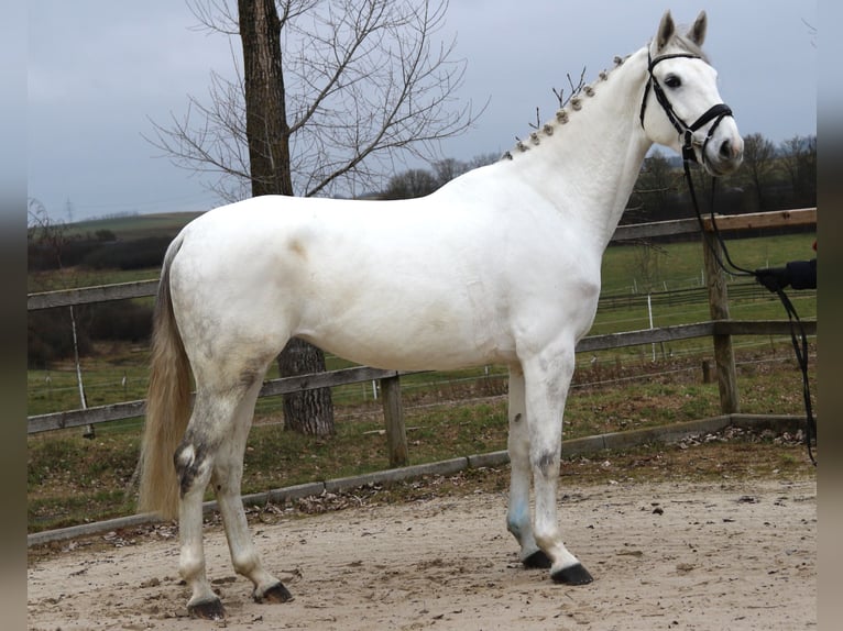 Koń hanowerski Klacz 6 lat 174 cm Siwa in Bad D&#xFC;rrheim