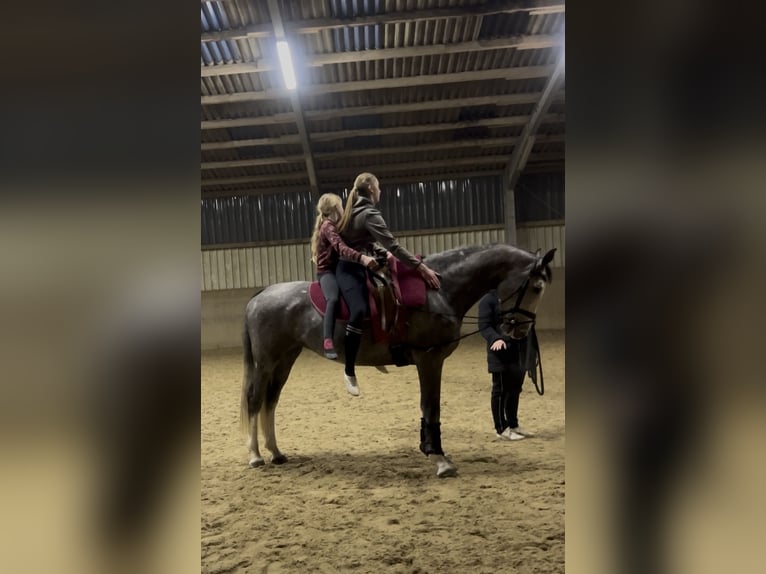 Koń hanowerski Klacz 6 lat 174 cm Siwa in Verden (Aller)