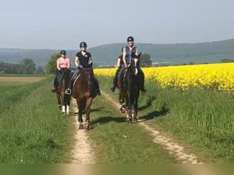 Koń hanowerski Klacz 6 lat 176 cm Ciemnogniada in Moringen