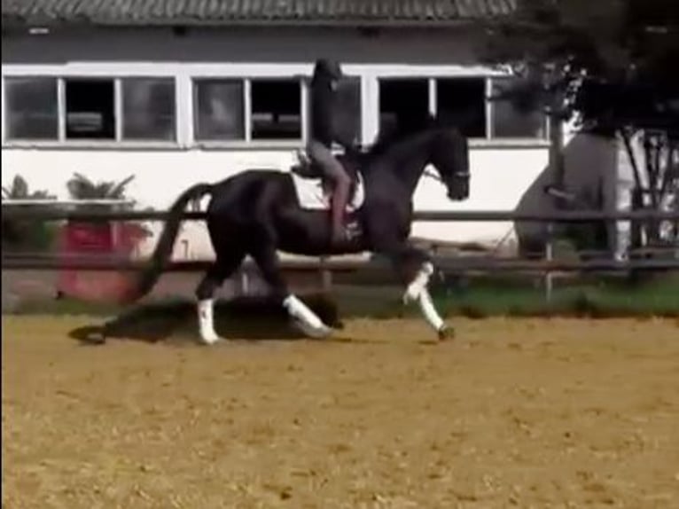 Koń hanowerski Klacz 6 lat 176 cm Kara in Fehrbellin