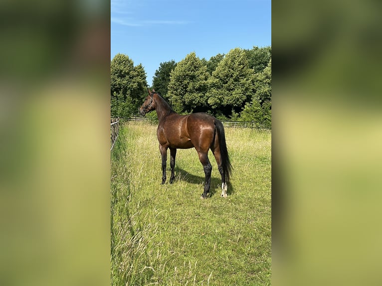 Koń hanowerski Klacz 6 lat 181 cm Gniada in Köln