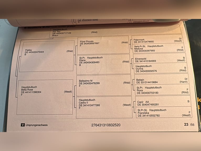 Koń hanowerski Klacz 6 lat 181 cm Gniada in Köln