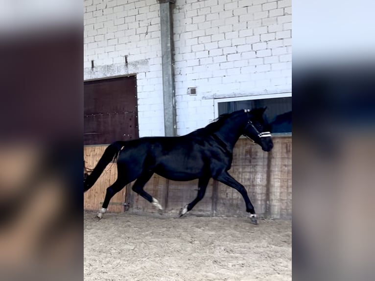 Koń hanowerski Klacz 6 lat in Hesel
