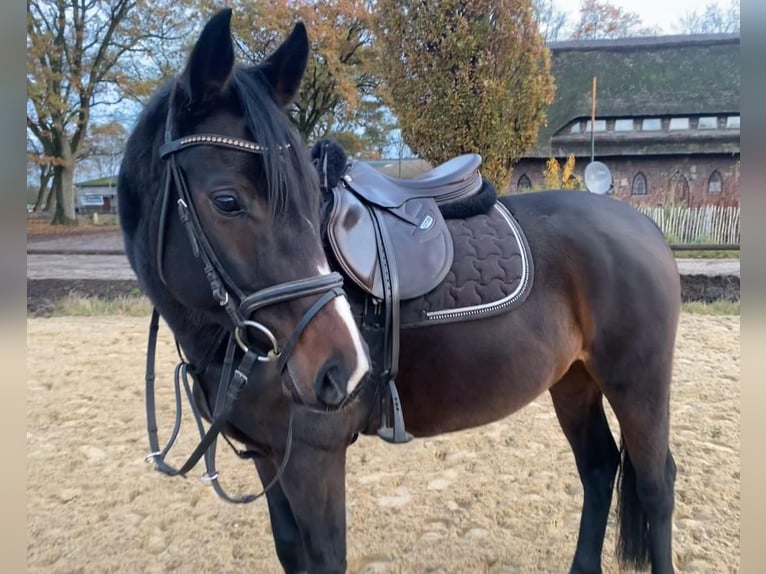 Koń hanowerski Klacz 7 lat 160 cm Ciemnogniada in Schneverdingen
