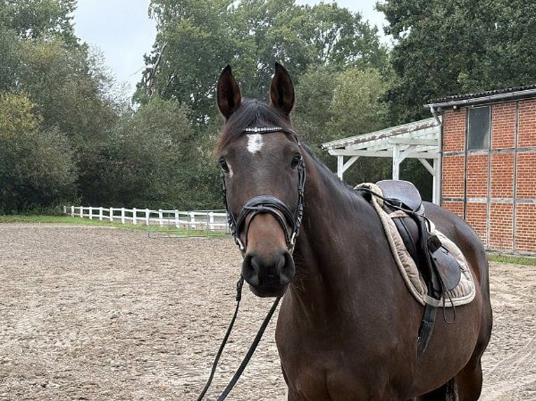Koń hanowerski Klacz 7 lat 160 cm Ciemnogniada in Verden (Aller)