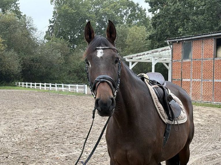 Koń hanowerski Klacz 7 lat 160 cm Ciemnogniada in Verden (Aller)