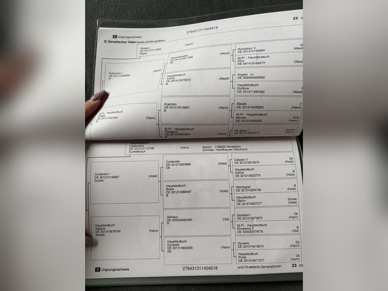 Koń hanowerski Klacz 7 lat 160 cm Ciemnogniada in Radbruch