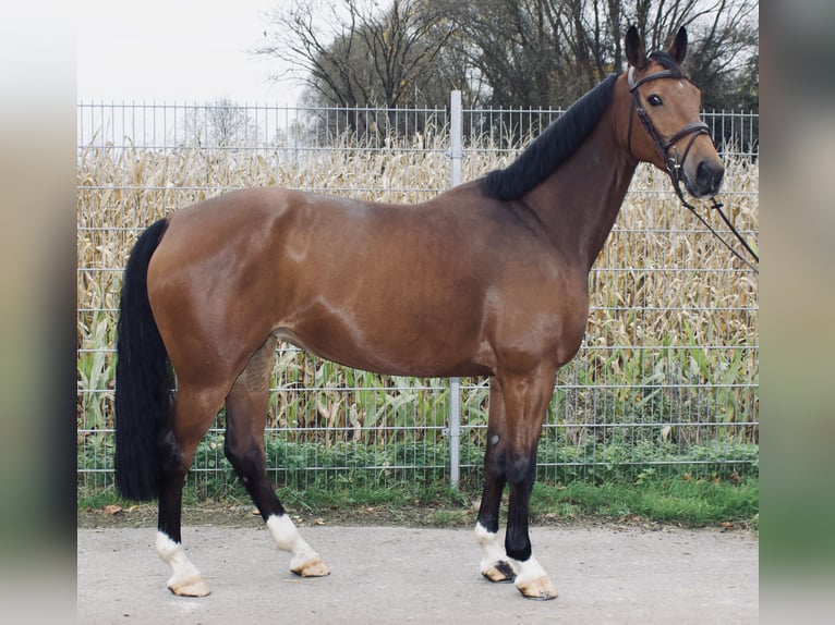 Koń hanowerski Klacz 7 lat 160 cm Gniada in Bad Nenndorf
