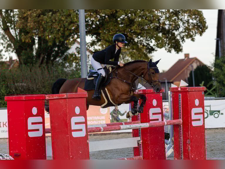 Koń hanowerski Klacz 7 lat 160 cm Gniada in Bad Nenndorf