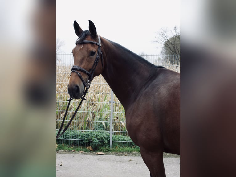 Koń hanowerski Klacz 7 lat 160 cm Gniada in Bad Nenndorf