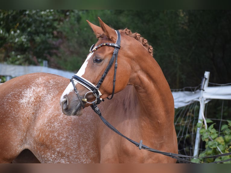 Koń hanowerski Klacz 7 lat 160 cm Kasztanowata in D&#xE4;tgen