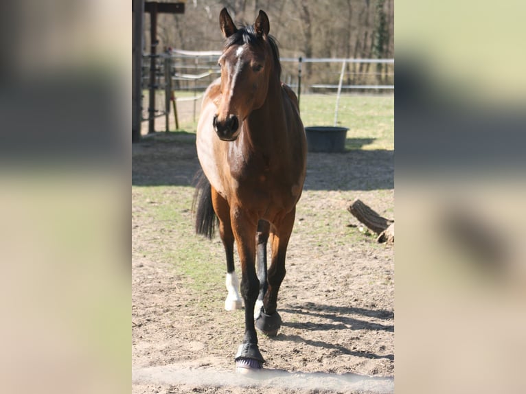 Koń hanowerski Klacz 7 lat 160 cm in M&#xFC;ssen