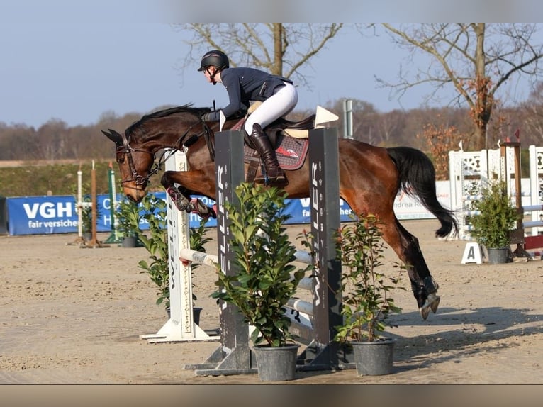 Koń hanowerski Klacz 7 lat 160 cm in M&#xFC;ssen